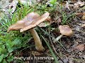 Psathyrella mammifera-amf2257